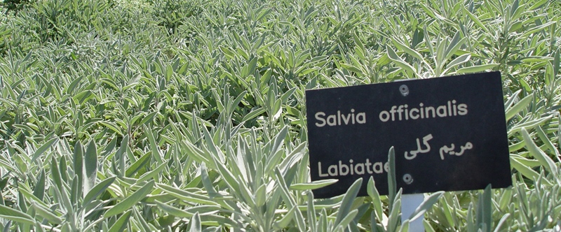 A 216 Hectares Increase of Medicinal Plants Cultivated Lands in Fars Province