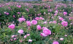 Over Twice the Cultivation Area Increase of Rosa damascena in North Khorasan Province