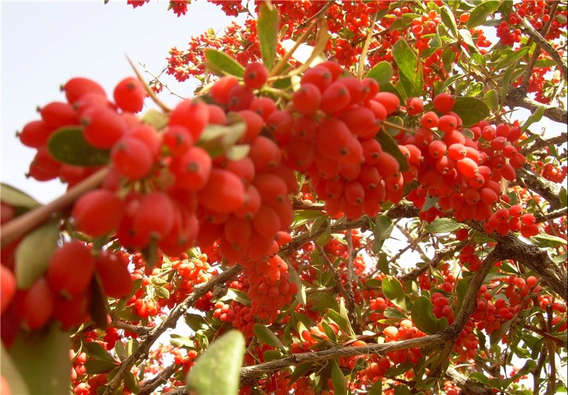 The Harvest of 16,500 Tonnes of Barberries to be Predicted in Southern Khorasan Province