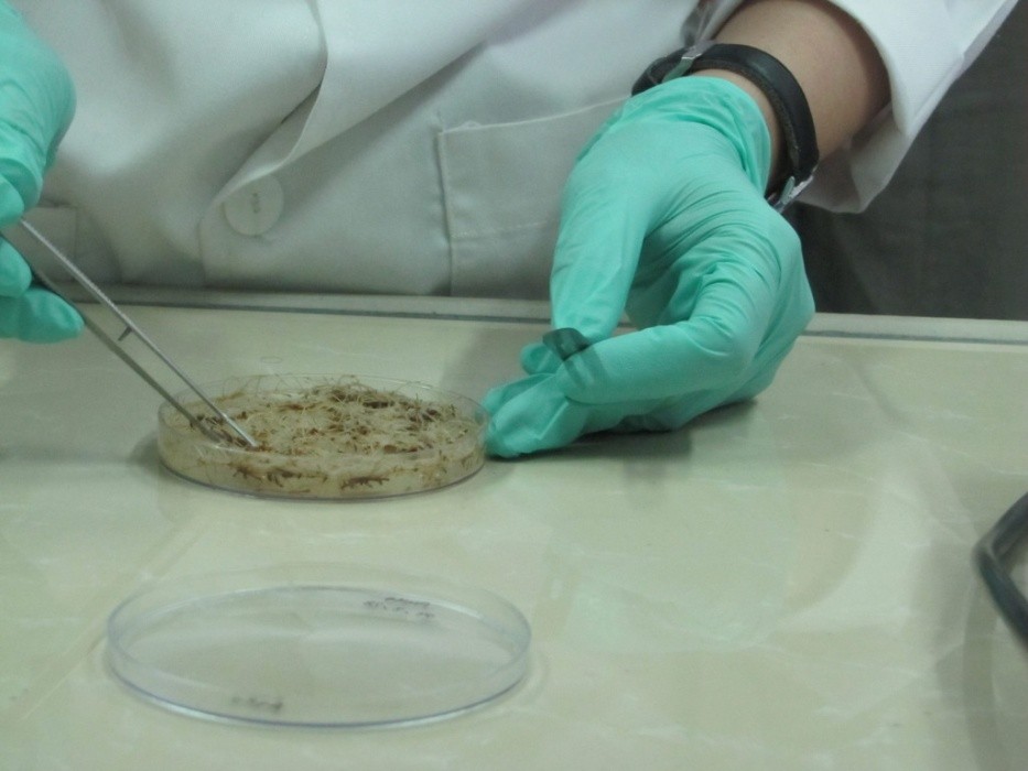 Workshop on Secondary Metabolites Production Using Hairy-root Culture Has Been Held
