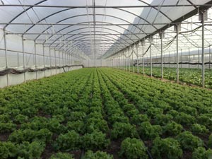 Medicinal plants’ Greenhouse Complex to be Opened in Golestan Province