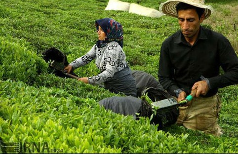 Scientific Tea Association of Iran to be Established in the Near Future