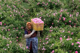 700 Tonnes of Rosa damascena Harvested in Kurdistan Province This Year
